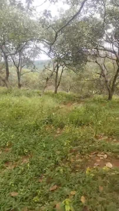 Đất nền 1ha Phú Sơn, Bù Đăng chỉ 1.4 tỷ - Cơ hội đầu tư hấp dẫn!