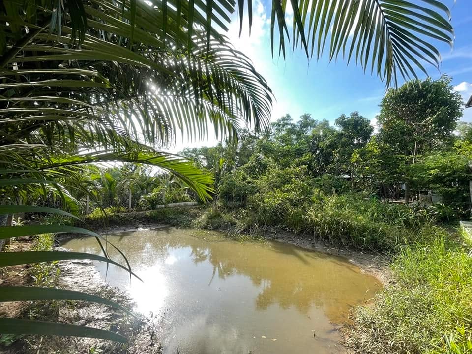 Đất vườn Nhà Bè 386m² giá 3.1 tỷ - Không gian thư giãn lý tưởng!