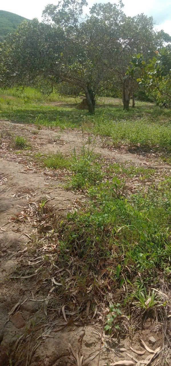 Vườn điều 2.648m² tại Hòa Phong, Krông Bông - Giá chỉ 189 triệu hấp dẫn!