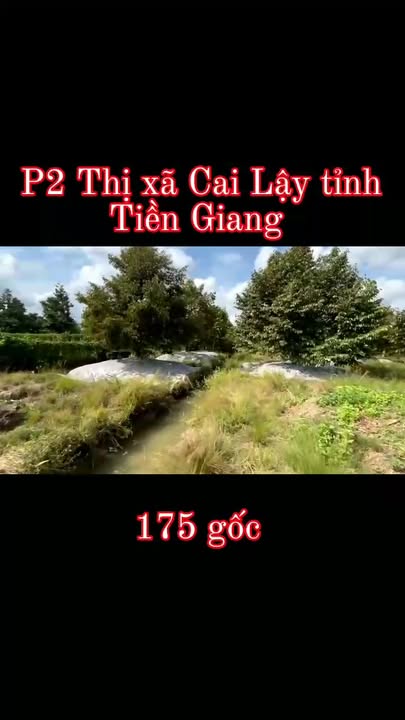 Vườn Sầu Riêng phường 2 Cai Lậy 90.000m² giá 8 tỷ - Cơ hội đầu tư tuyệt vời!