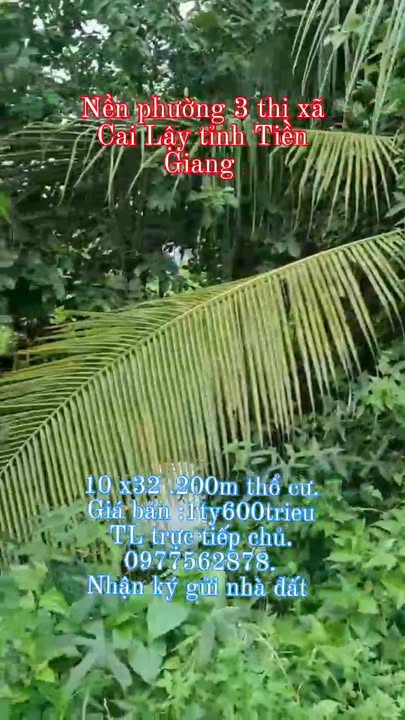 Đất nền phường 3, thị xã Cai Lậy, Tiền Giang 200m² - Sổ hồng chính chủ, giá thỏa thuận!