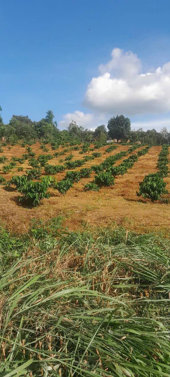 Đất nền 7.000m² tại xã Ea Kuêh, Cư M'gar - Sổ đỏ chính chủ, giá chỉ 1.55 tỷ!