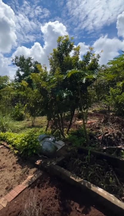 Nhà vườn mặt tiền gần chợ Biển Hồ 720m² giá 2.95 tỷ - Sẵn sàng vào ở!