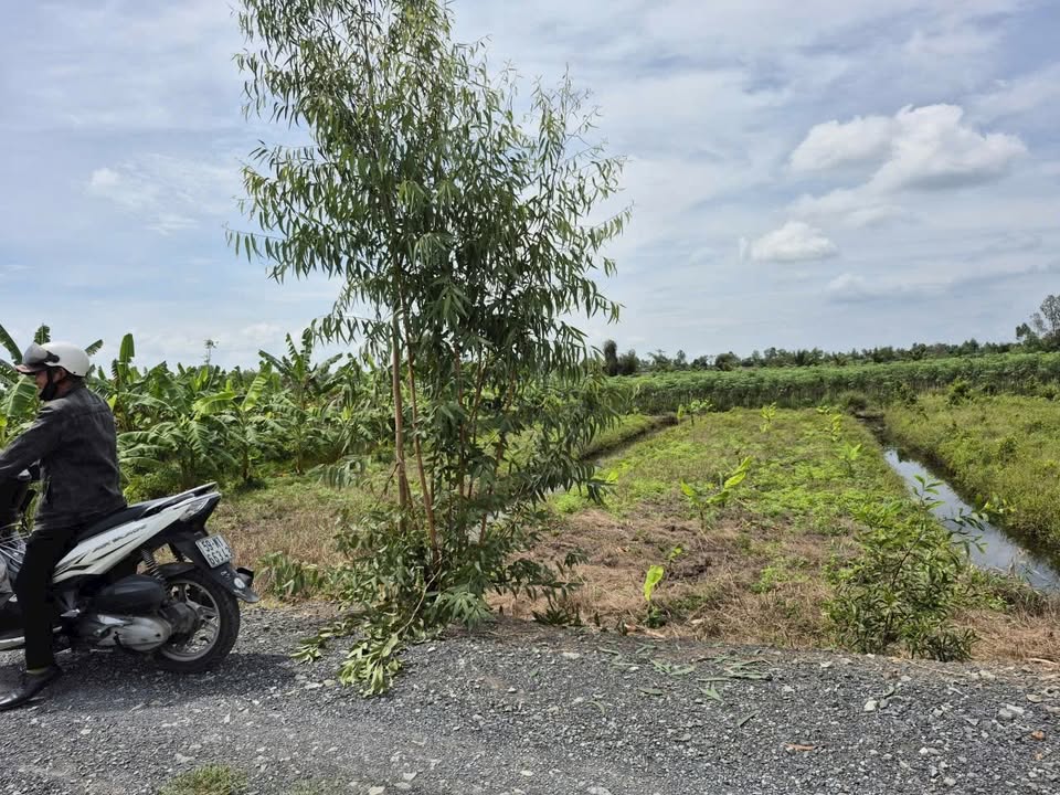 Đất thổ cư 1000m² mặt tiền kênh Tân Thành, Thủ Thừa - Đường ô tô tới đất!