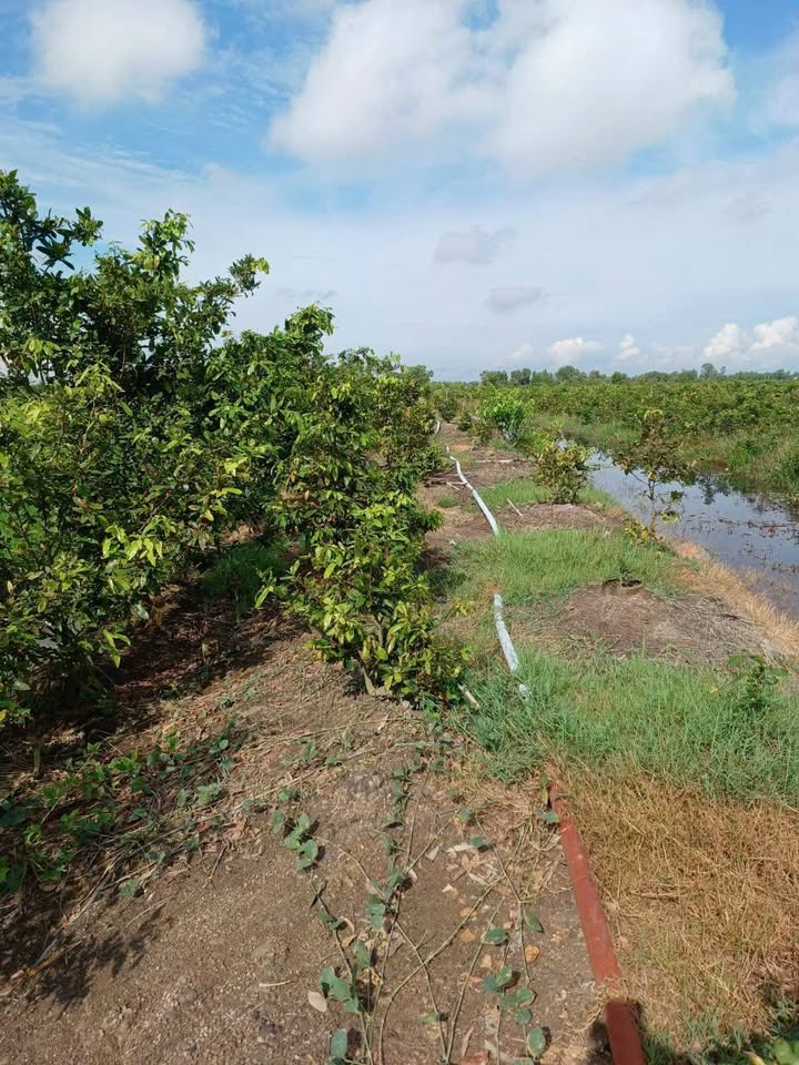 Đất lúa 3 mẫu tại Long Thạnh, Thủ Thừa - Giá chỉ 5.95 tỷ, cơ hội đầu tư tuyệt vời!