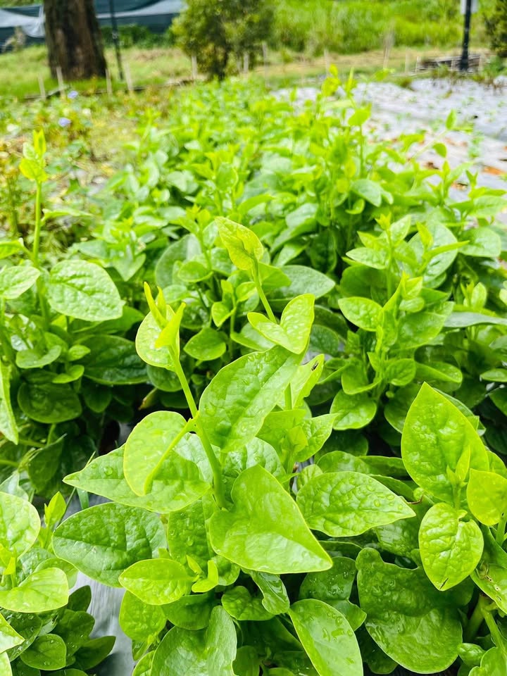 Đất nền Đà Lạt 62m² giá 799 triệu - Cơ hội đầu tư tuyệt vời!