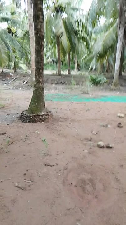 Đất nền Tân Trung 520m² giá 7.8 tỷ - Mặt tiền lộ 3m, vị trí đẹp!