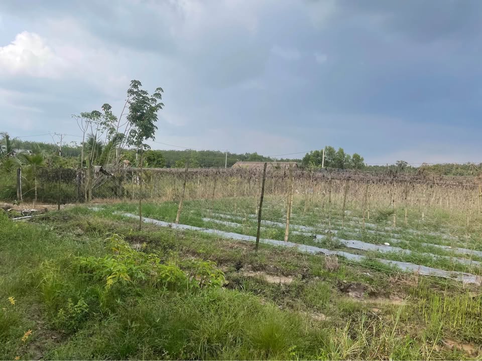 Đất nền Bàu Bàng 12000m² giá chỉ 5 tỷ - Mặt tiền gần UBND xã