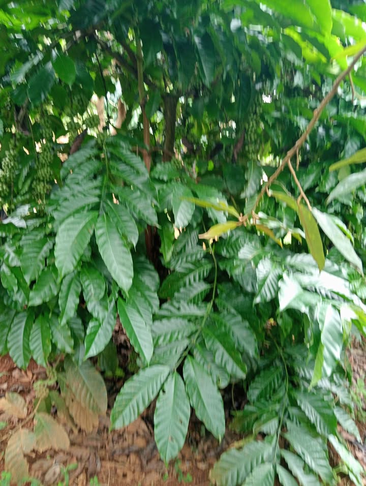 Farm 1,7ha tại Trường Xuân, Đắk Song - Giá 2,2 tỷ, thu nhập ổn định!