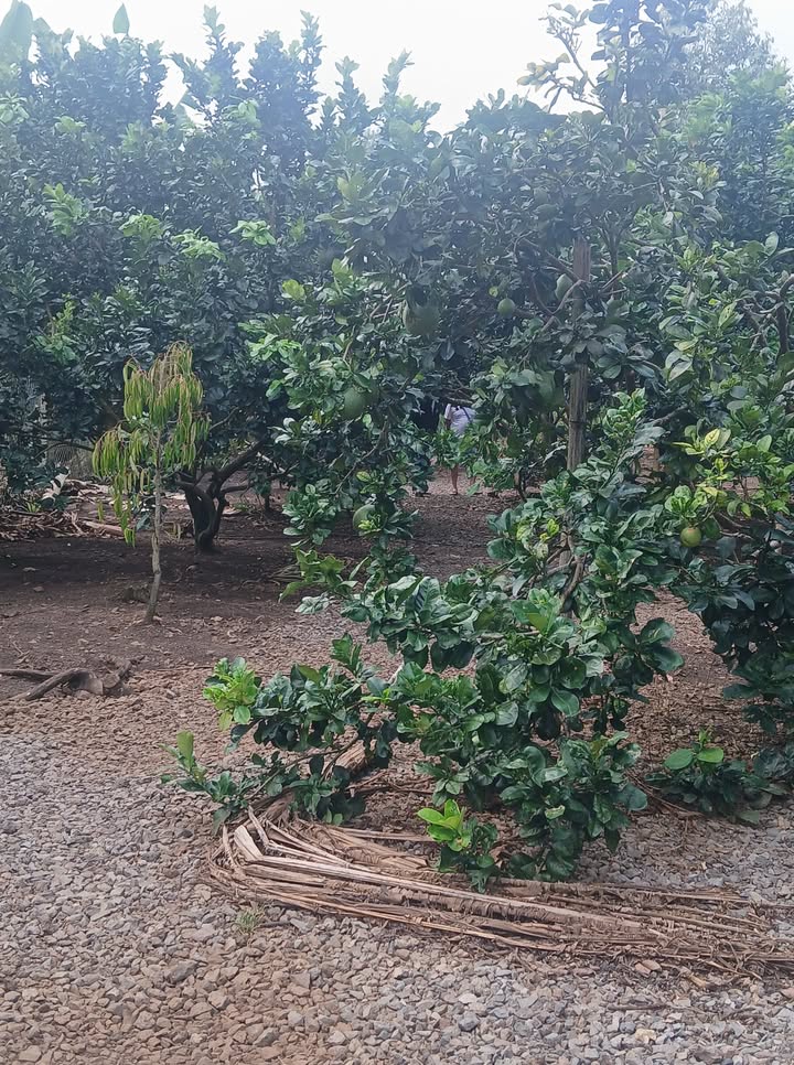 Đất nền Phường Bình Lộc, Long Khánh 530m² giá 680 triệu - Tiềm năng đầu tư lớn!