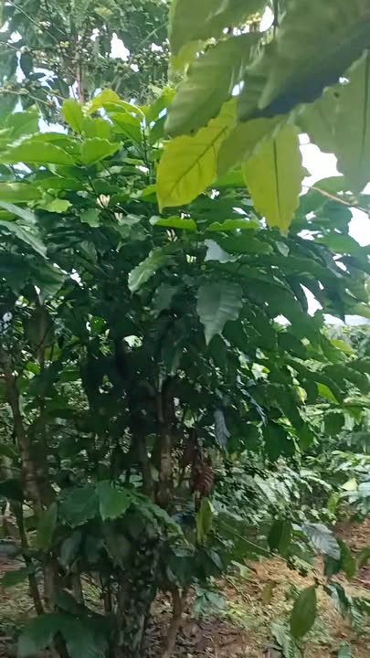 Đất nền 1.600m² xã Lộc Bắc, Bảo Lâm giá 590.4 triệu - Sổ đỏ chính chủ!