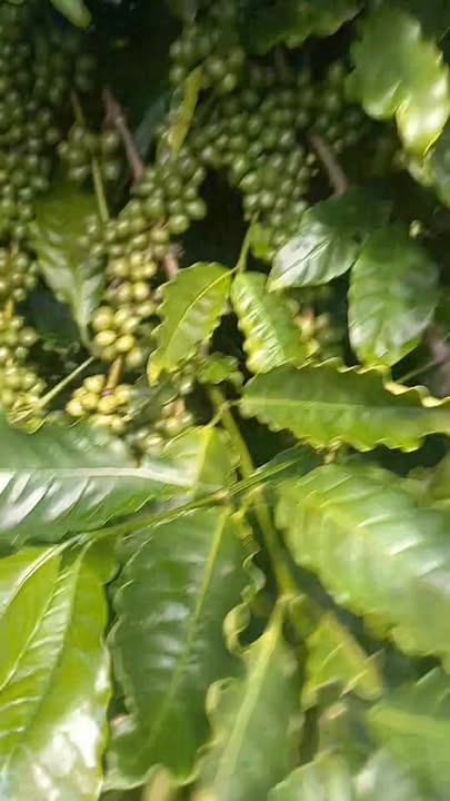 Đất nông nghiệp 3ha tại Tuy Đức, Đắk Nông - Giá chỉ 4.8 tỷ, sổ đỏ chính chủ!