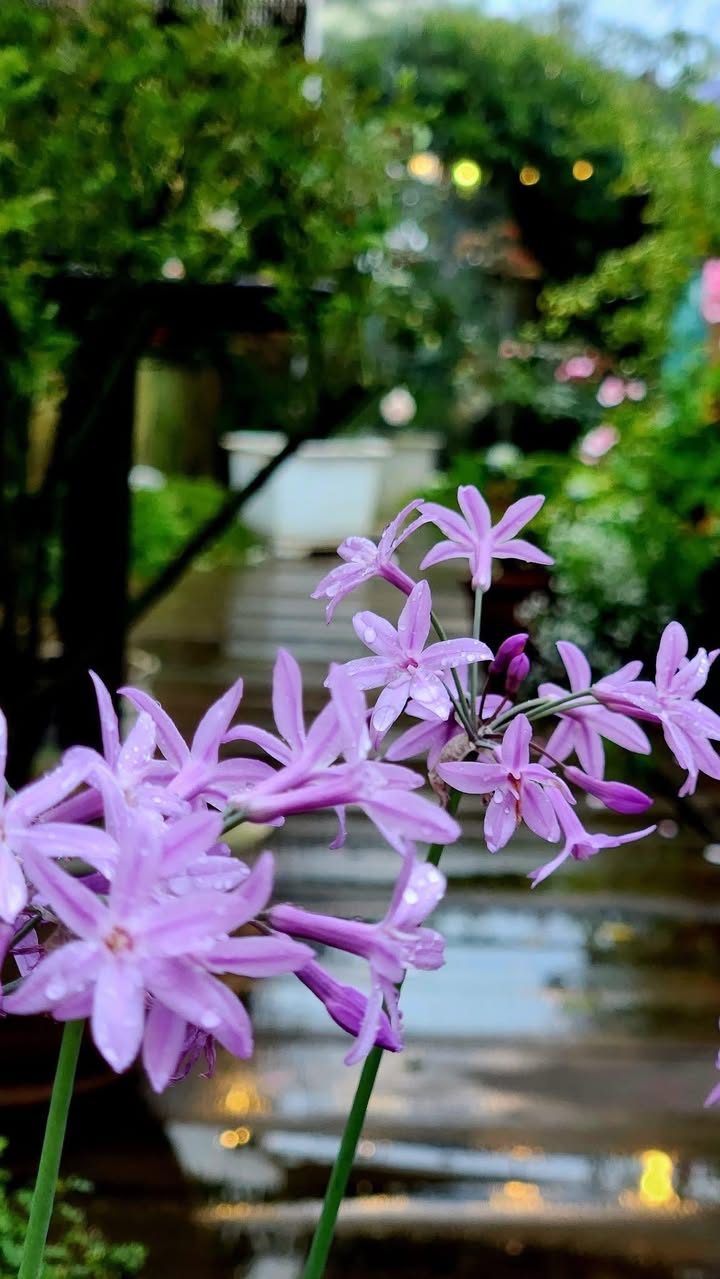 Đất Hòa Tiến Đà Nẵng 275m² giá 2.47 tỷ - Sổ đỏ chính chủ, không lỗi phong thủy!