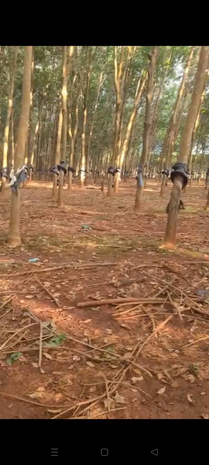 Đất Farm 11ha tại Ia O, Ia Grai, Gia Lai - Đầu tư sinh lời ngay!