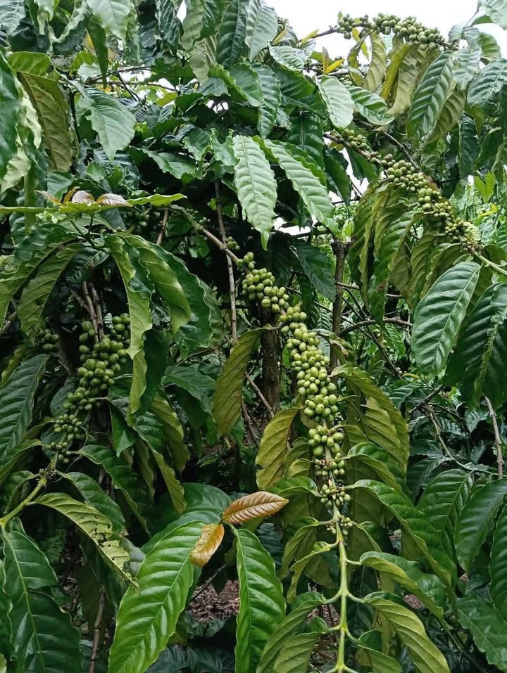 Đất nền Phú Xuân 20.000m² - Gần khu dân cư, giá thỏa thuận!