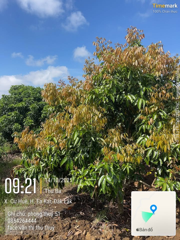 Đất Farm tại thôn Đoàn Kết, xã Cư Huê, 1 hecta giá 2.6 tỷ - Đầu tư sinh lời ngay!