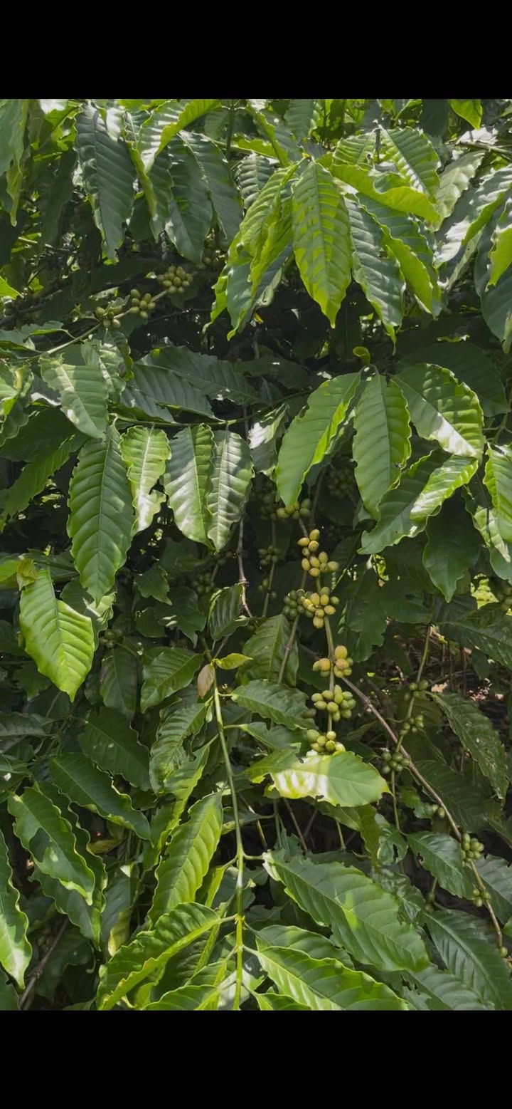 Đất nền Cư Bao, Buôn Hồ 530m² giá 1.5 tỷ - Đường bê tông, tiện ích đầy đủ!