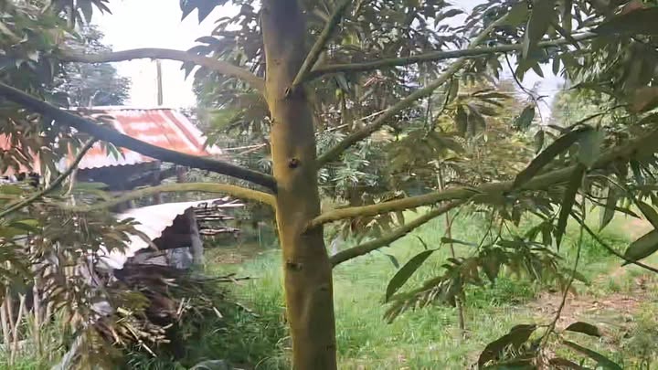 Đất vườn Sầu riêng 2475m² tại Cam Sơn, Cai Lậy - Giá chỉ 1.856 tỷ!