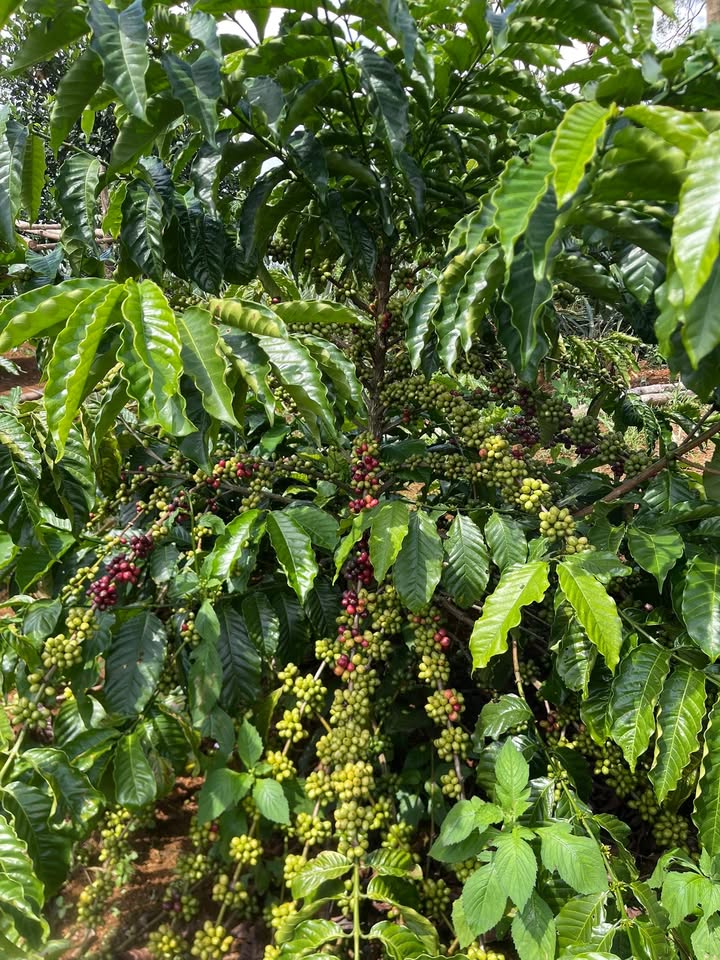 Farm Đắk Song 36,000m² giá 1 tỷ - Cơ hội đầu tư hấp dẫn!