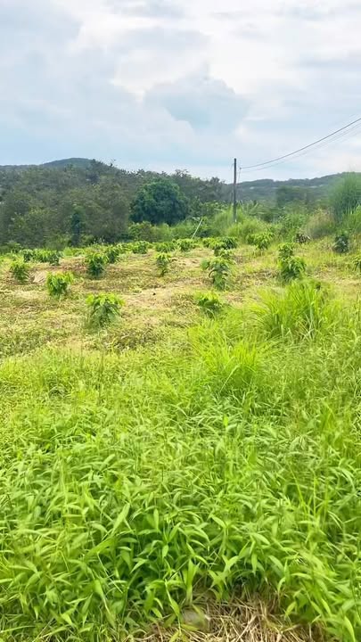 Nhà vườn cà phê 8.700m² tại xã Đăk Ơ - Giá chỉ 1,5 tỷ VND!