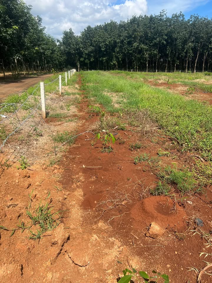 Farm Đa Kia Bù Gia Mập 3ha giá 4.8 tỷ - Đất đỏ bazan siêu đẹp!