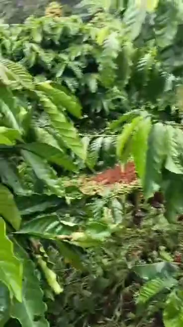 Đất nông nghiệp Trường Xuân Đắk Song 86400m² giá 900 triệu - Cơ hội đầu tư hấp dẫn!