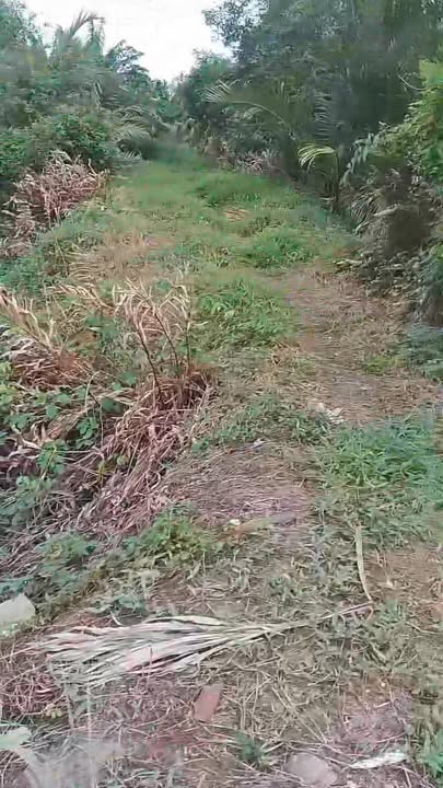 Đất mặt tiền Ấp Định Hòa, Sóc Trăng 1400m² giá chỉ 300 triệu - Cơ hội đầu tư tuyệt vời!