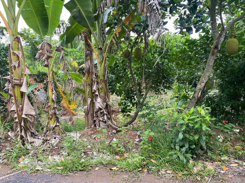 Đất nền 200m² tại ấp 2, xã Bình Hàng Tây, giá thỏa thuận - Cơ hội đầu tư hấp dẫn!