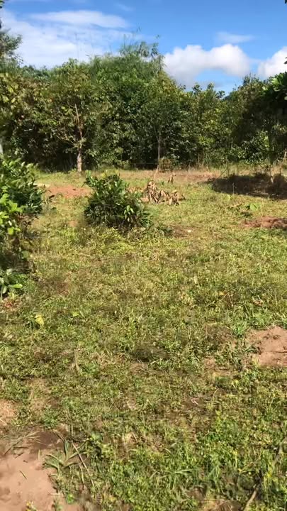 Đất Farm cho thuê tại xã Ia Khươi, Chư Păh 1.2ha - Giá chỉ 250 triệu/năm!