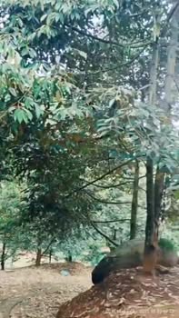 Vườn cho thuê tại Hà Lâm, Đạ Huoai - 330 cây Thái và ri thu năm thứ 8