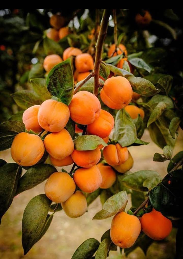 Đất TĐC Vườn Hồng Hải Phòng 93.6m² giá 4.1 tỷ - Sổ đỏ chính chủ!