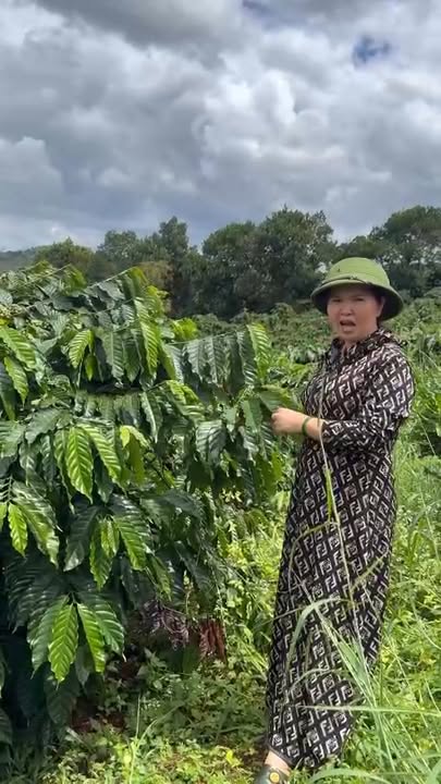 Bán lô đất rẫy Đắk Tik 2,6ha giá 3,2 tỷ - Đầu tư sinh lời ngay!