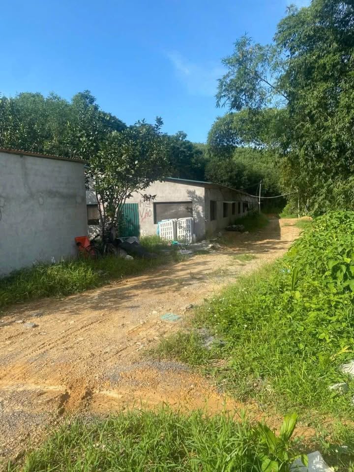 Trang trại 5,5ha tại Nghệ An - Giá chỉ 3 tỷ - Cơ sở hạ tầng đầy đủ!