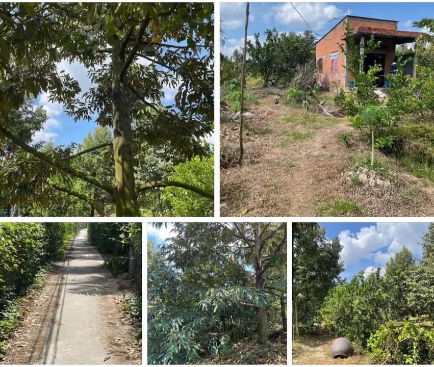 Đất sầu riêng 2800m² tại Phú Đức, Châu Thành - Giá chỉ 690 triệu!