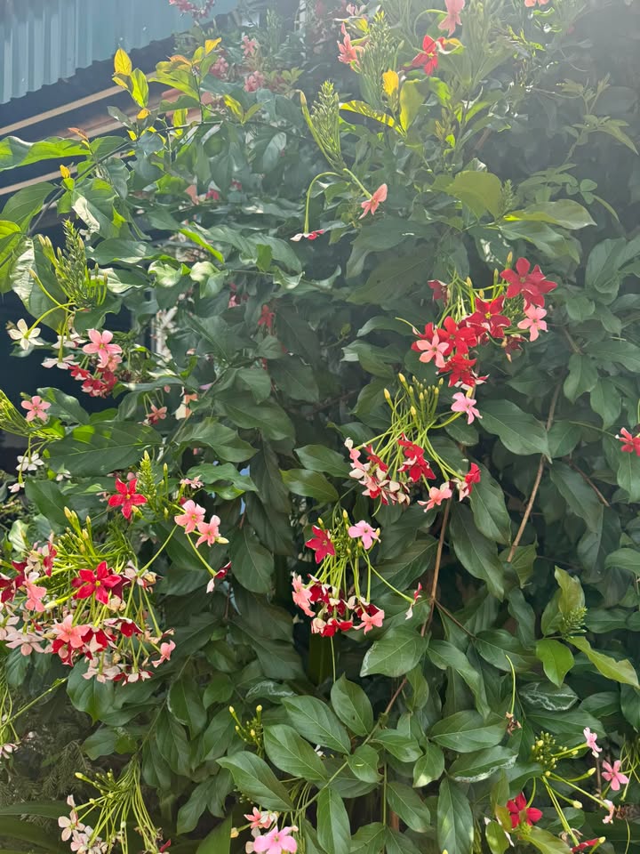 Đất nền tại Mộc Sơn, Mộc Châu 147m² - Giá hấp dẫn cho nhà đầu tư!