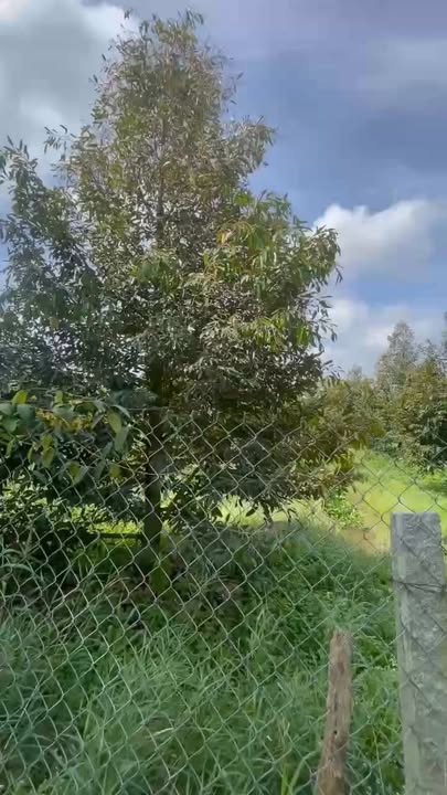 Đất vườn 4000m² tại xã Thiện Trí, Cái Bè - Giá chỉ 800 triệu!