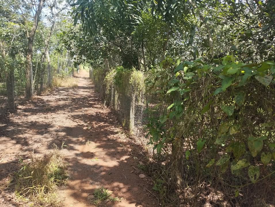 Đất Xào 7200m² tại An Lộc, Bình Long - Giá chỉ 320 triệu, Sổ hồng chính chủ!