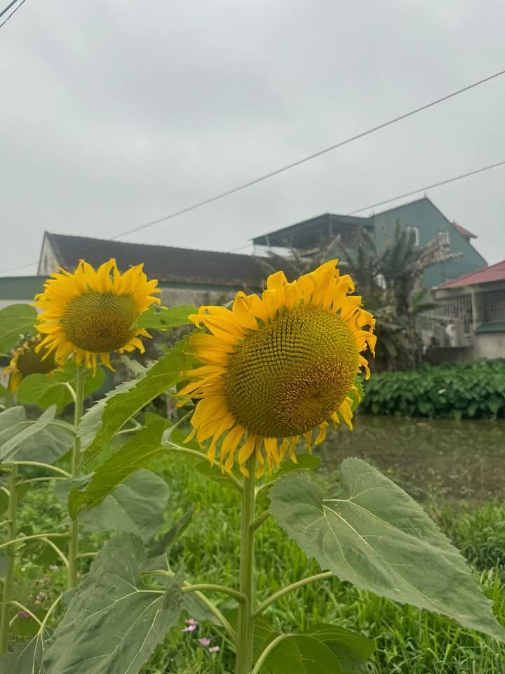 Đất thổ cư Cổ Đạm, Nghi Xuân 315m² giá 1.7 tỷ - Cơ hội đầu tư hấp dẫn!