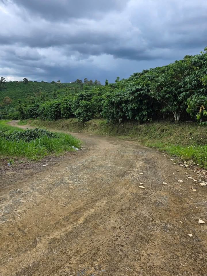 Đất nền Lộc Nga Bảo Lộc 16.800m² giá 3.444 tỷ - Thế đất dương, ô tô vào tận nơi!