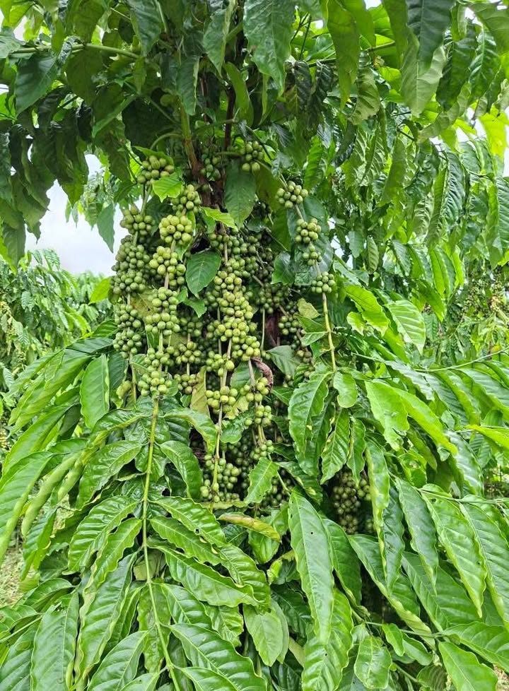 Lô đất rẫy cà phê 1.2ha tại Xã Ea Nuôl, Buôn Đôn - Giá chỉ 3.24 tỷ VND!