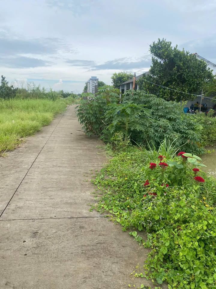 Đất thổ cư 156m² tại Long Thuận - Giá siêu tốt chỉ 450 triệu!