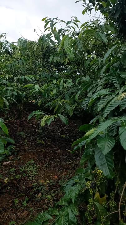 Đất nền Tân Châu, Di Linh 2900m² chỉ 1.1 tỷ - Cơ hội đầu tư tuyệt vời!