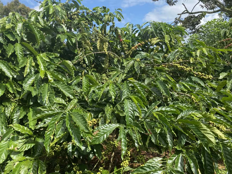 Đất thổ cư Tân Nghĩa Di Linh 10.000m² giá 836.52 triệu - Cơ hội đầu tư hấp dẫn!