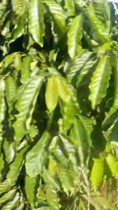 Đất nông nghiệp Đắk Môl 3ha giá 8 tỷ - Tiềm năng sinh lời cao!