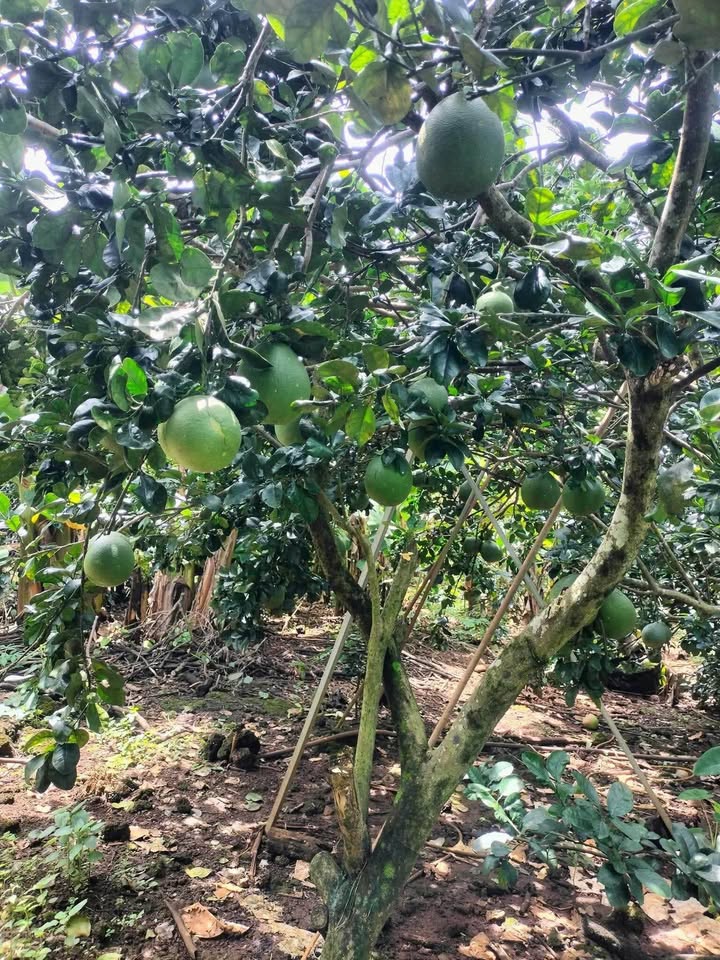 Farm 6000m² cho thuê tại xã Tà Lài, Tân Phú - Cơ sở hạ tầng đầy đủ!