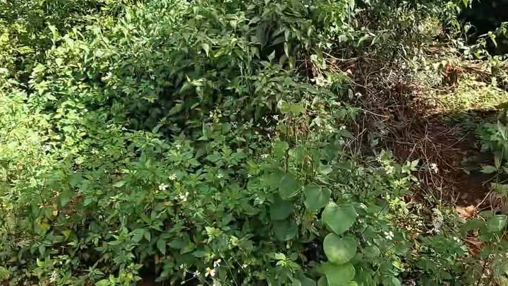 Đất nền Đắk Nông 20.000m² giá 1.97 tỷ - Mặt đường nhựa thuận tiện đầu tư!