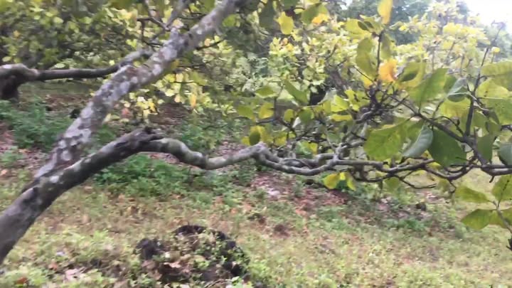 Đất nền 4ha tại Ia Boòng, Chư Prông - Giá chỉ 630 triệu VND