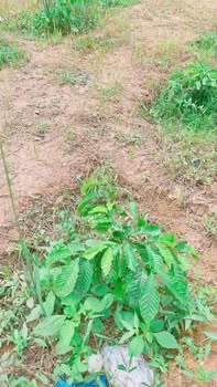 Đất nền thổ cư xã Ea Khal 10.000m² giá chỉ 800 triệu - Cơ hội đầu tư tuyệt vời!