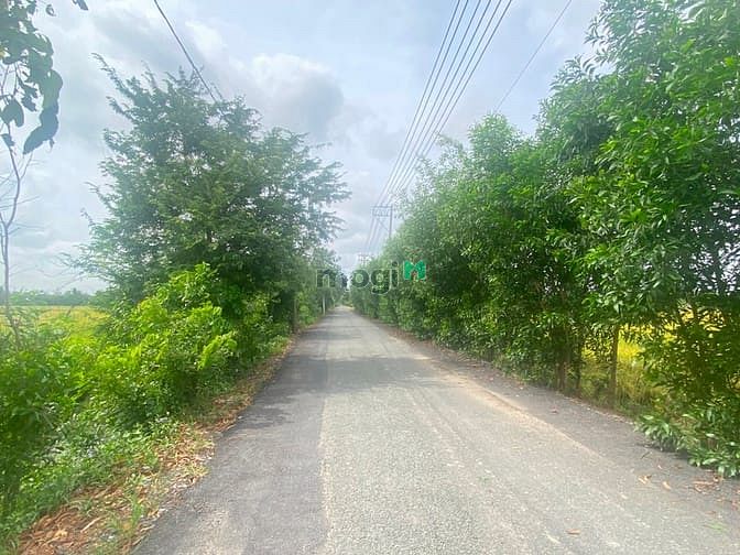 Đất vườn mặt tiền đường Đê Số 1, xã Tân Nhựt, 1177m² giá chỉ 8.8 tỷ - Cơ hội đầu tư hấp dẫn!