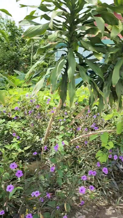 Đất đẹp tại thị trấn Phú Minh, Phú Xuyên 80m² giá 3.6 tỷ - Cơ hội đầu tư hấp dẫn!